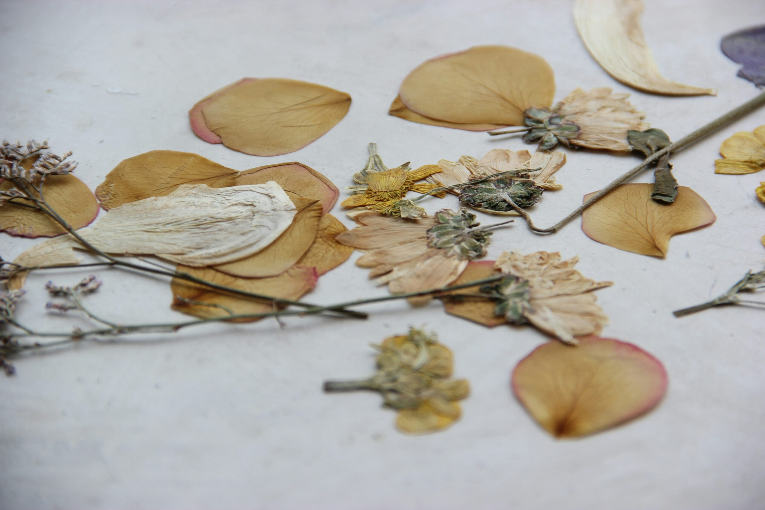 A collage of top-rated nail clippers placed next to glossy magazine cutouts and flowers.