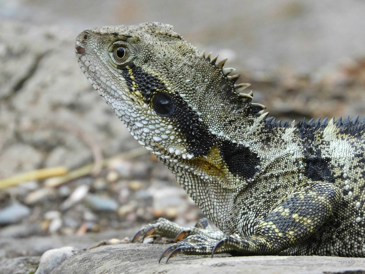 black and brown bearded dragon on brown rock
