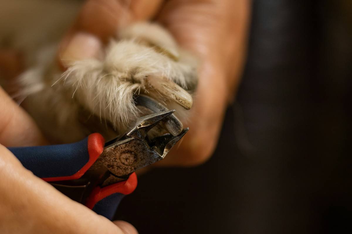 Cutting a dogs claws