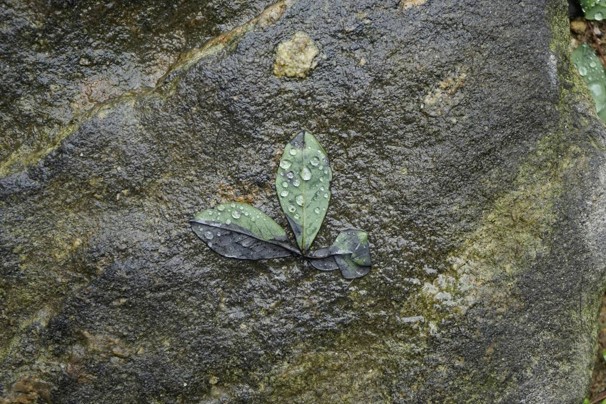 Leaf with dew drops